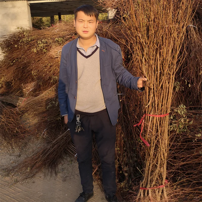 【玉露香梨树苗】栽培效益