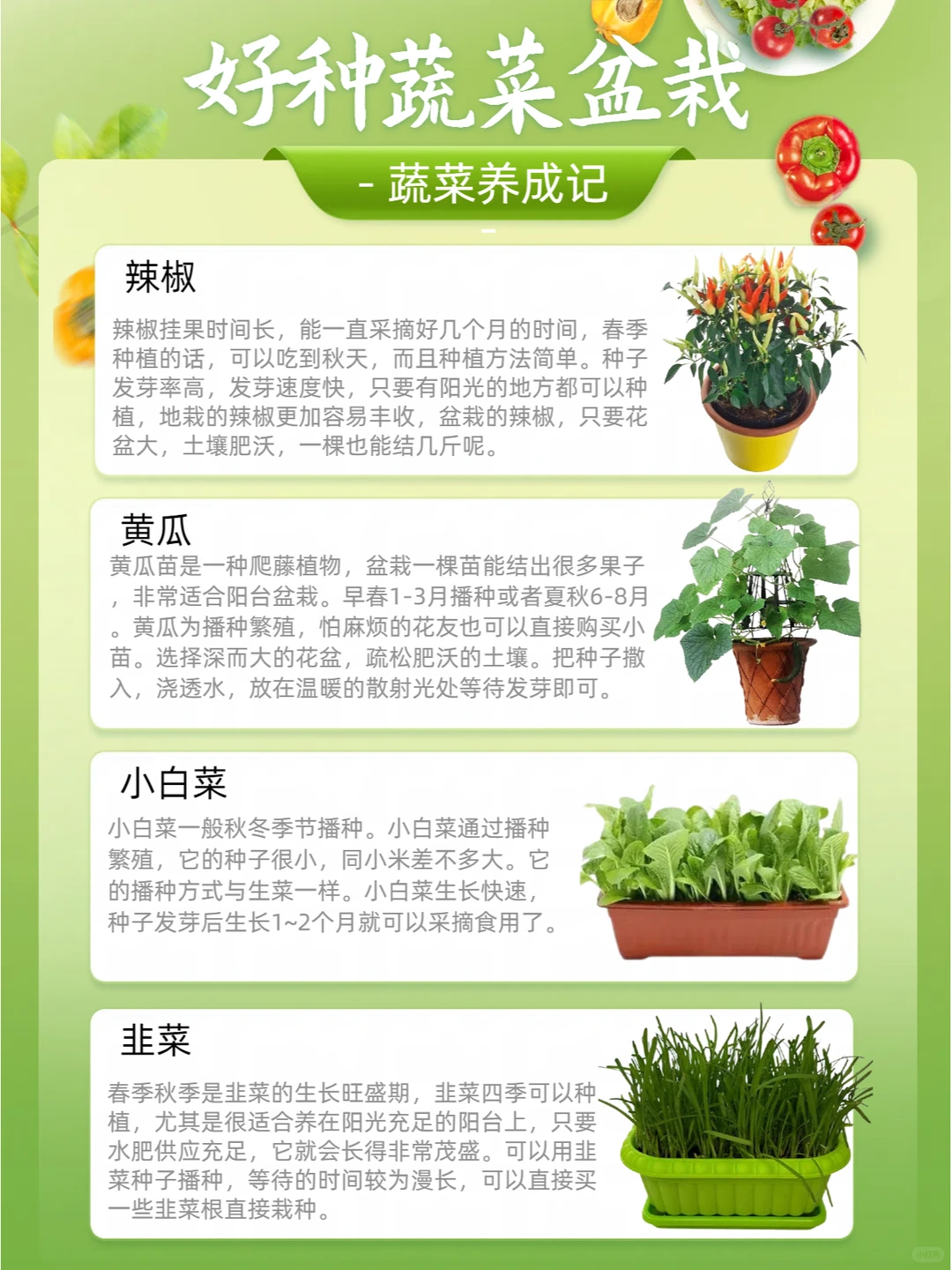 适合盆栽的农产品 蔬菜篇