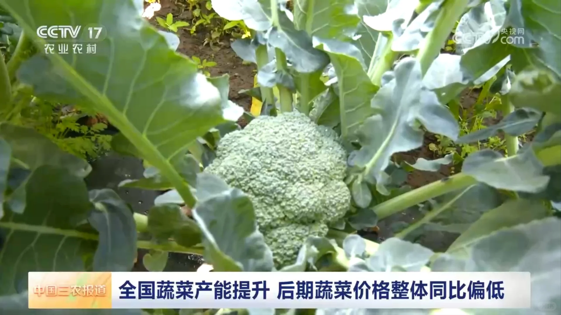 2025年8月1日农业新闻摘录。