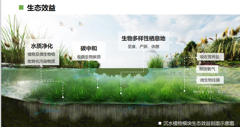 水下森林奇迹,生态界面打造完美水生生态!