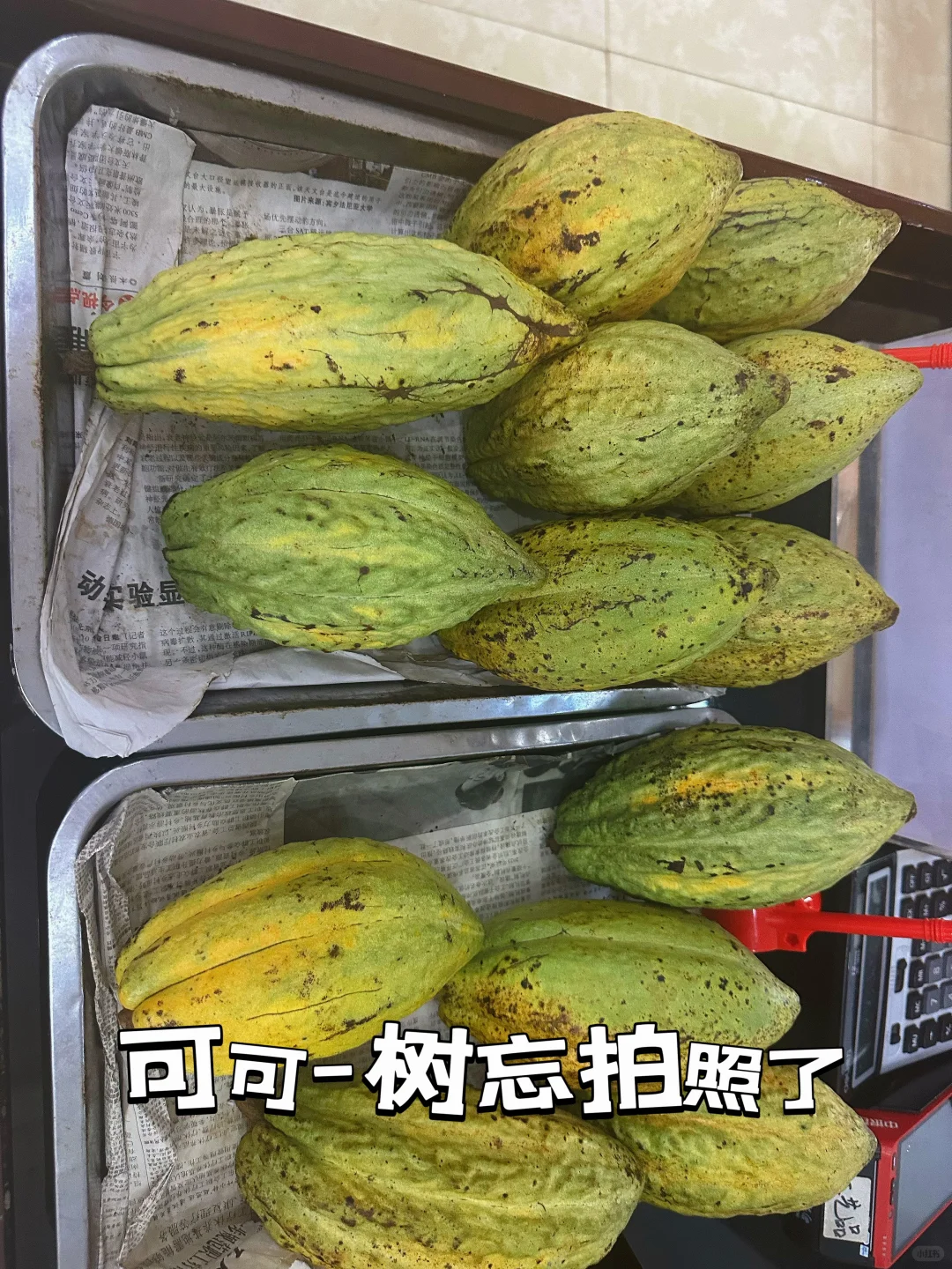 热带经济作物科普之旅