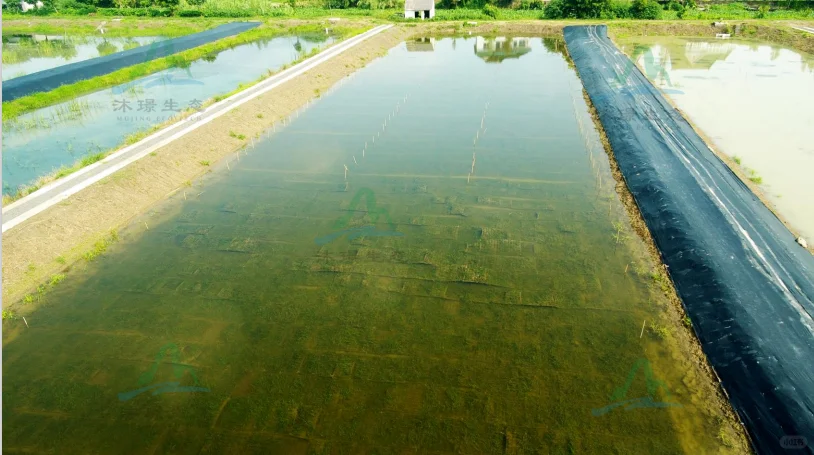 水下森林奇迹,生态界面打造完美水生生态!