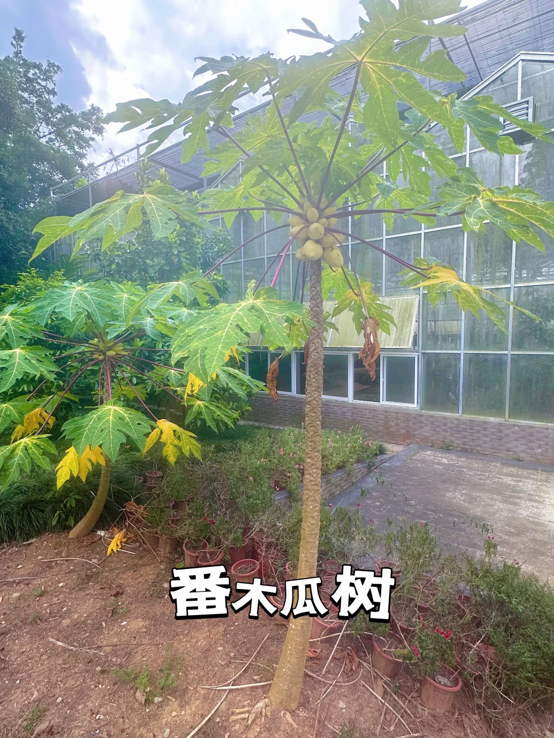 热带经济作物科普之旅