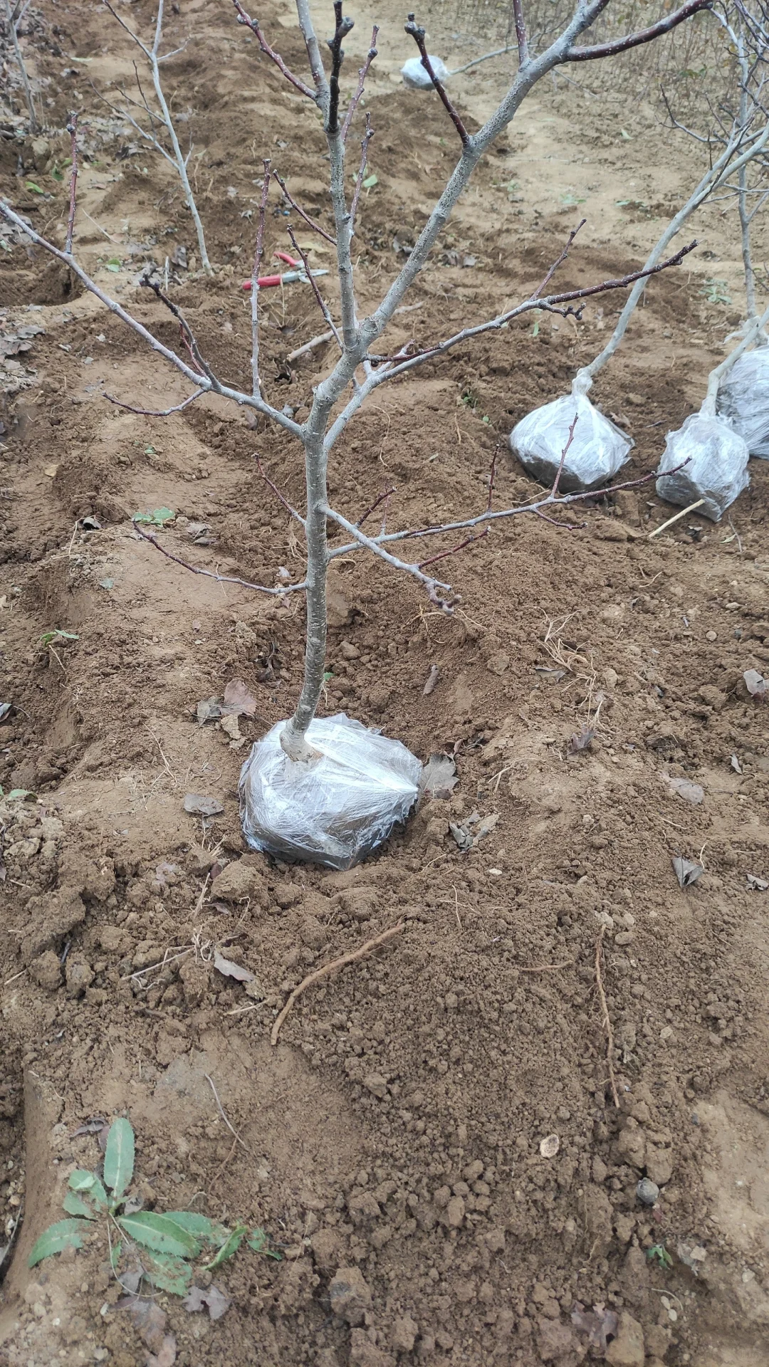 一觉醒来天塌了，山楂树卖给谁啊