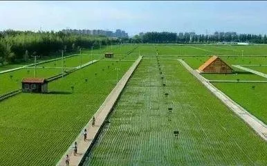 认养农业：乡村振兴的新引擎