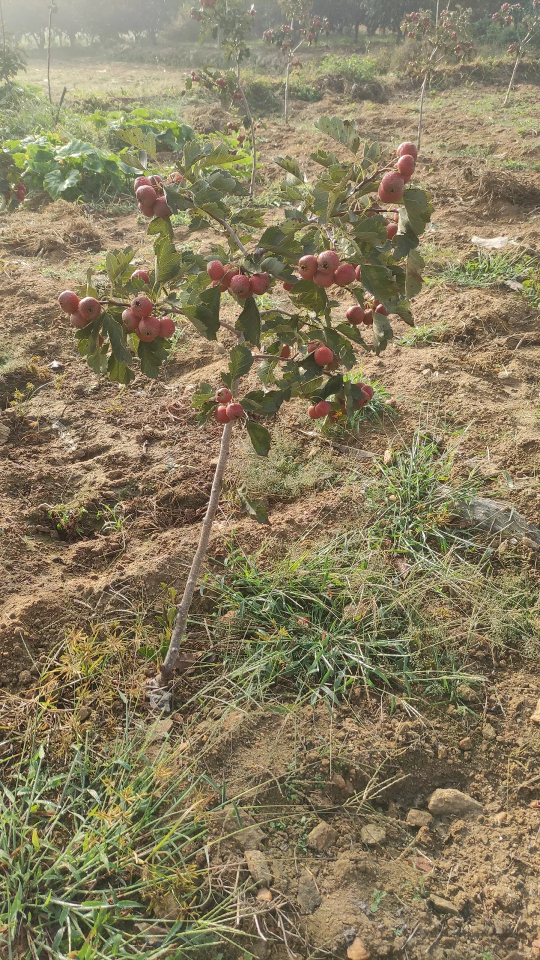 一觉醒来天塌了，山楂树卖给谁啊