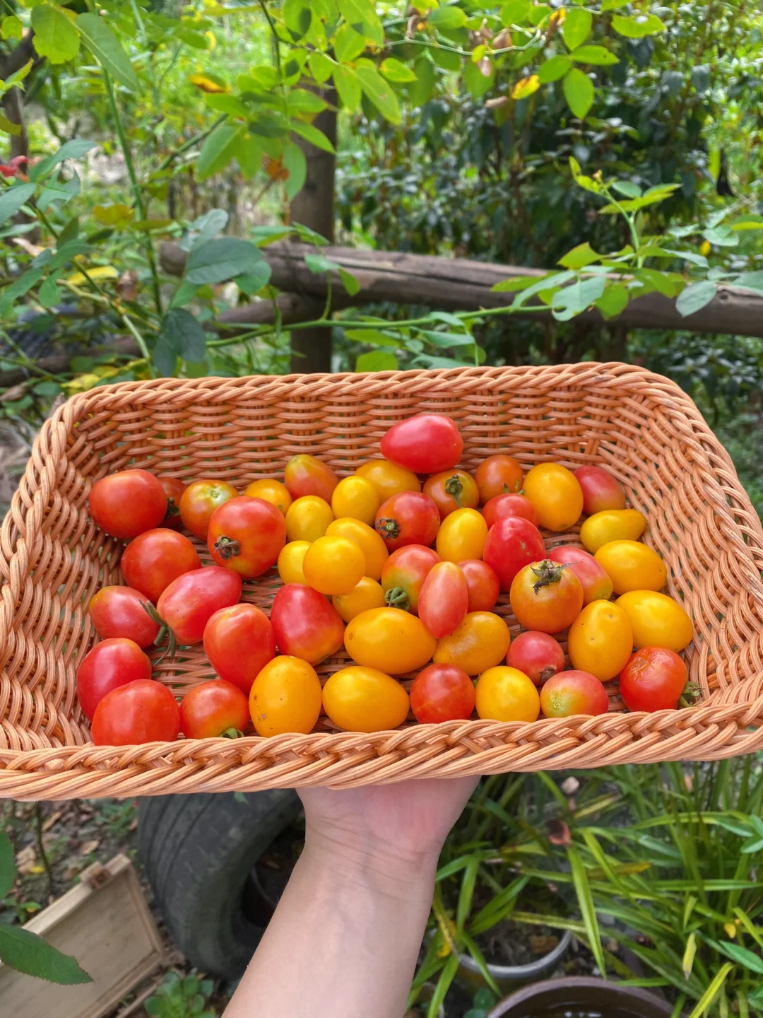 当我开始关心粮食和蔬菜后……