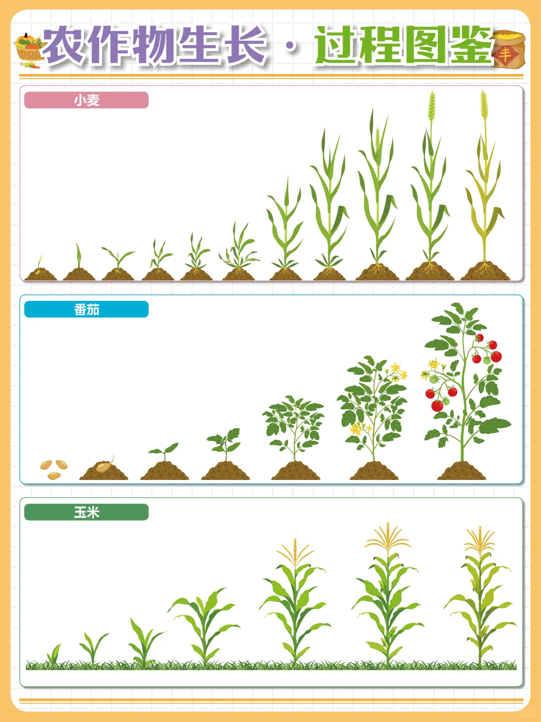 粒粒皆辛苦?让孩子了解丰收背后的故事