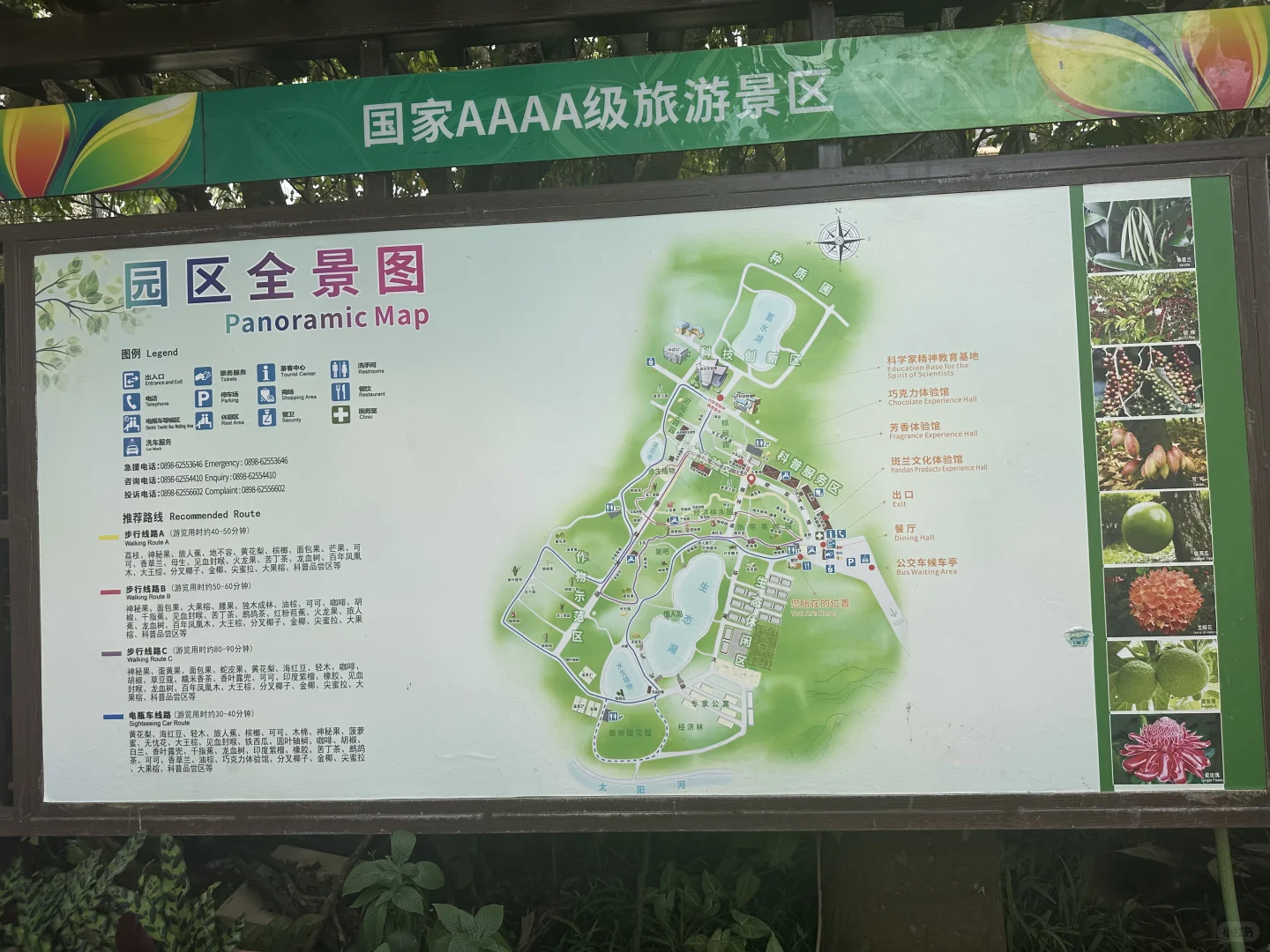 热带经济作物科普之旅