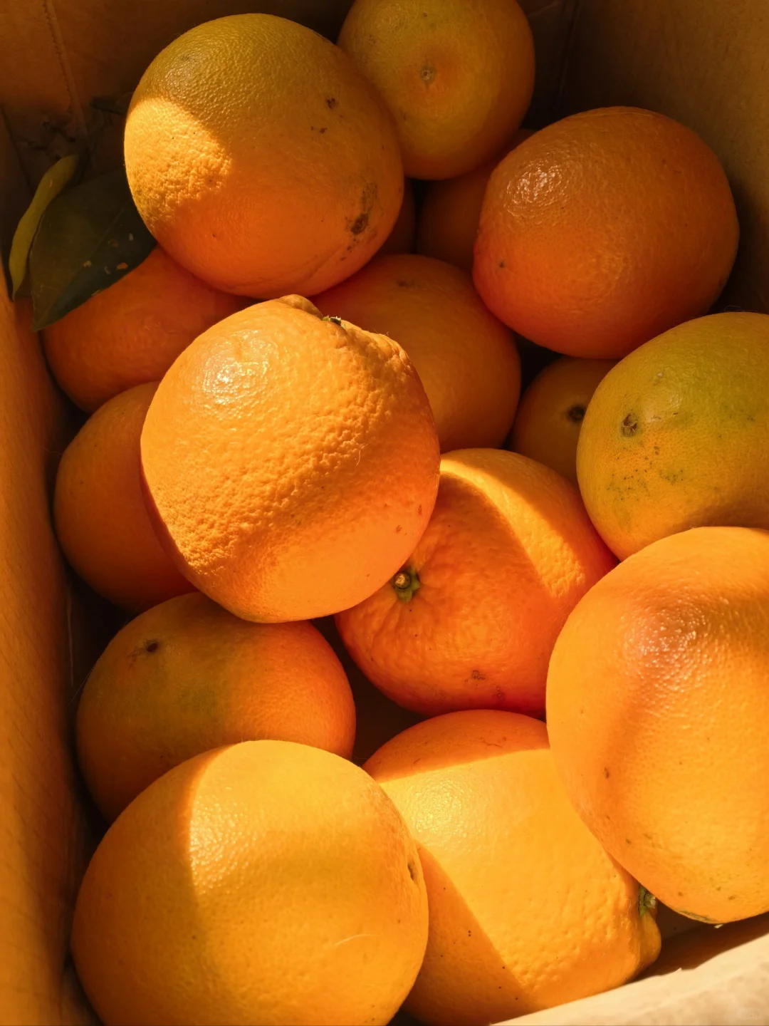 广州食用橙国内进货来源地分布1