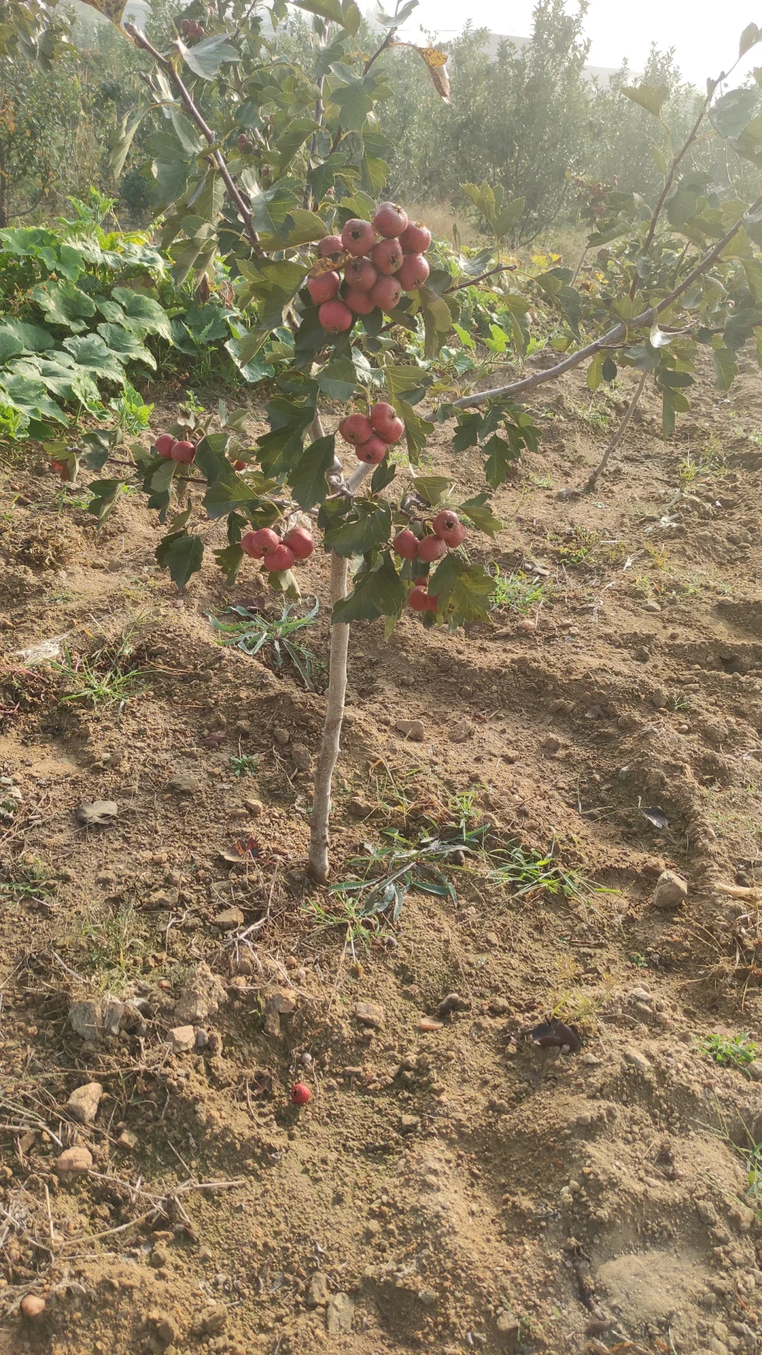 一觉醒来天塌了，山楂树卖给谁啊