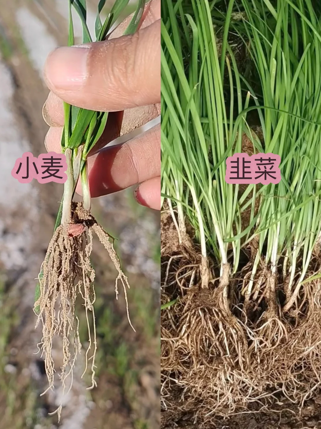 麦子、韭菜傻傻分不清？