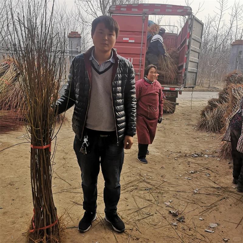 【玉露香梨树苗】栽培效益