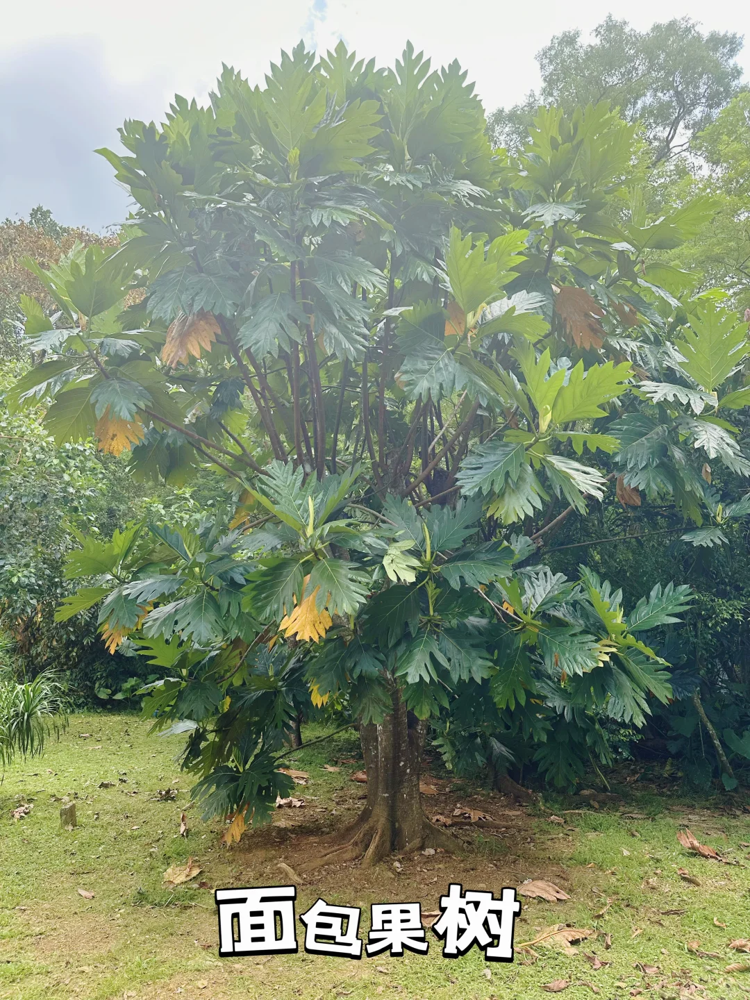 热带经济作物科普之旅