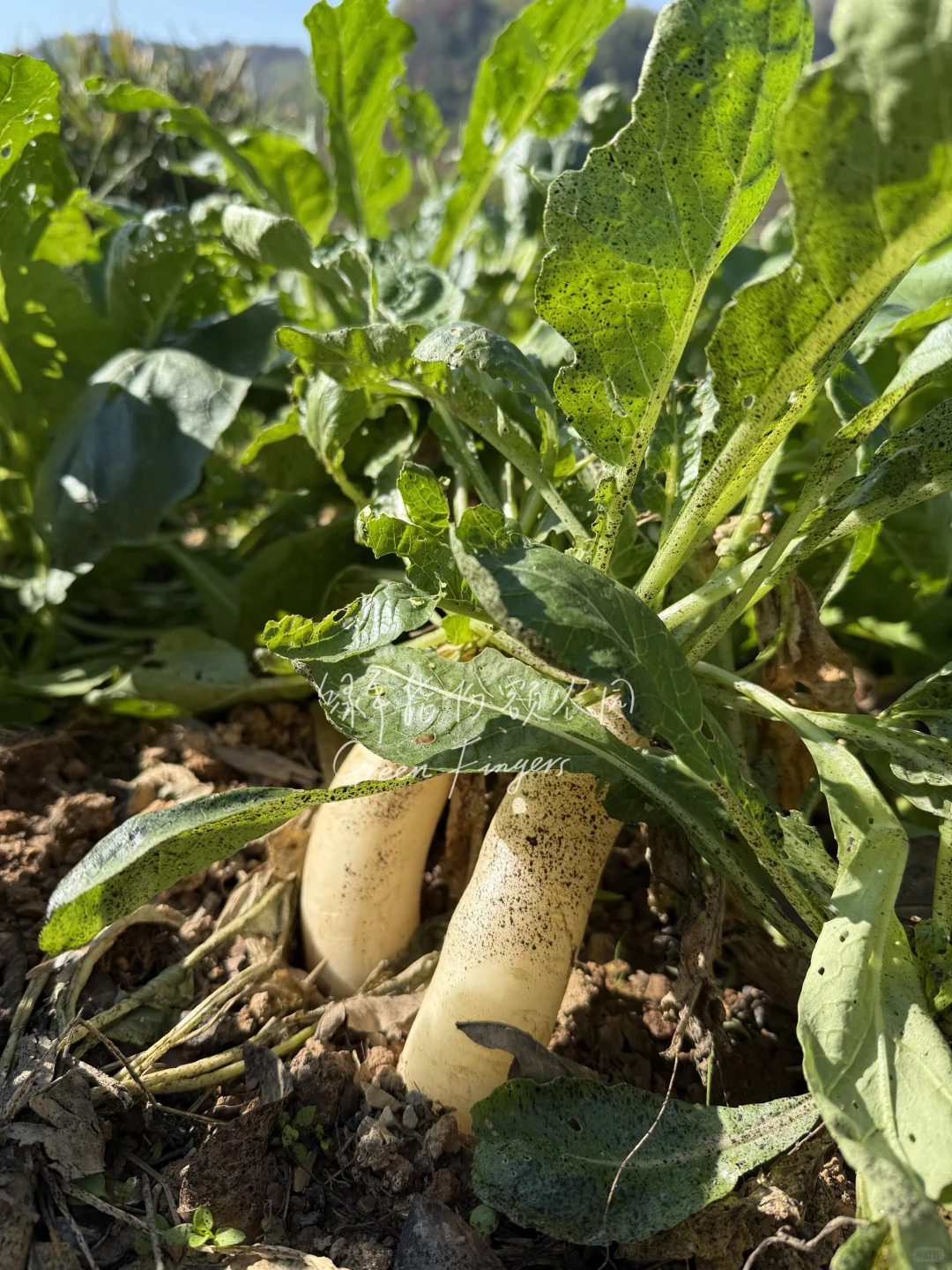 在广东，12月能吃到什么菜?