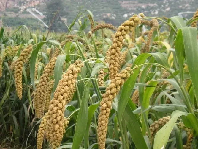 什么是谷子?什么是小米?了解么| 农业科普