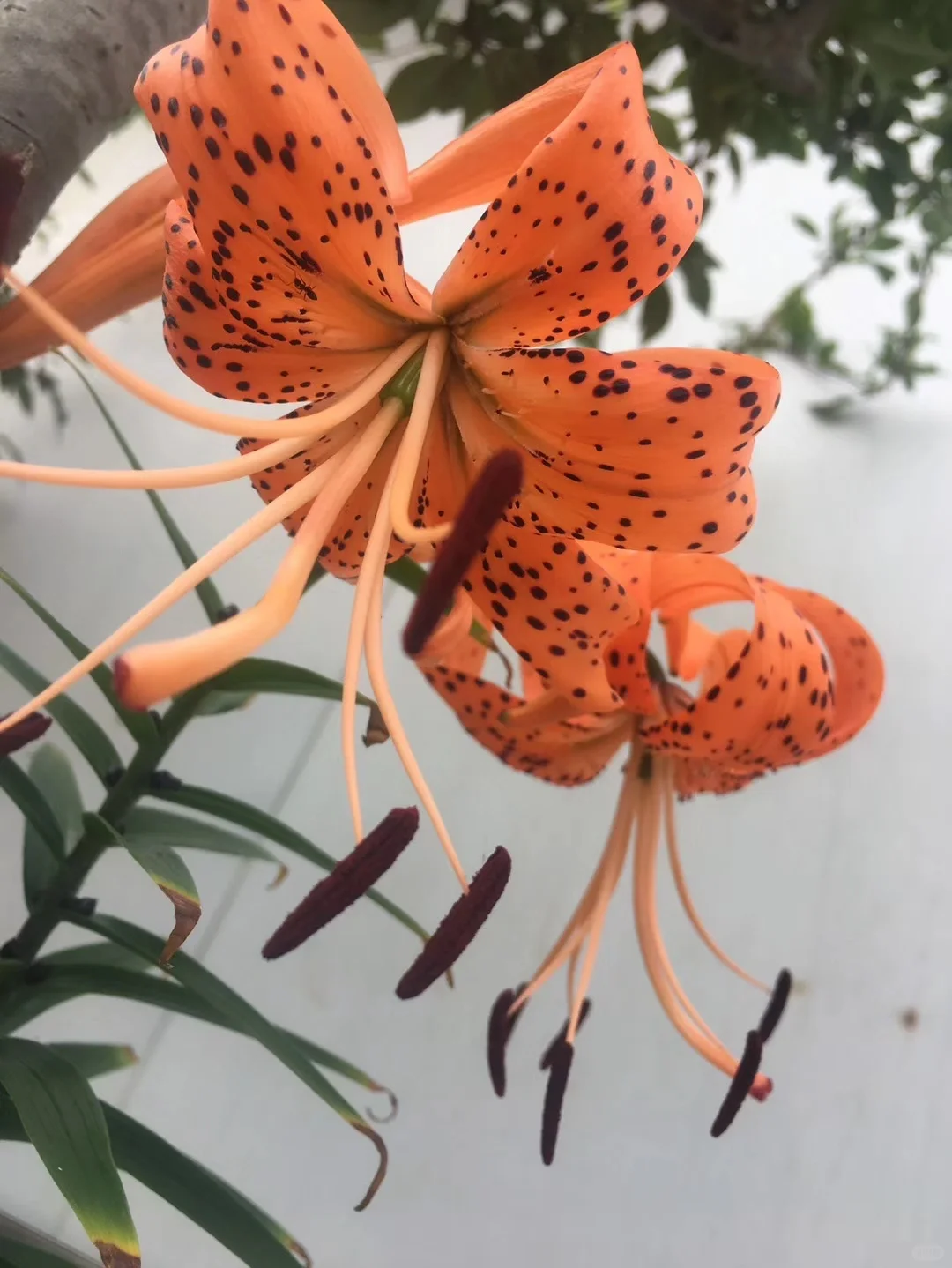 可食用性景观植物开发价值