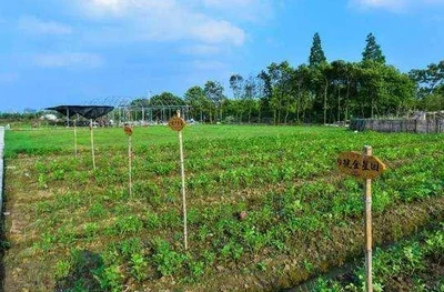 认养农业：乡村振兴的新引擎