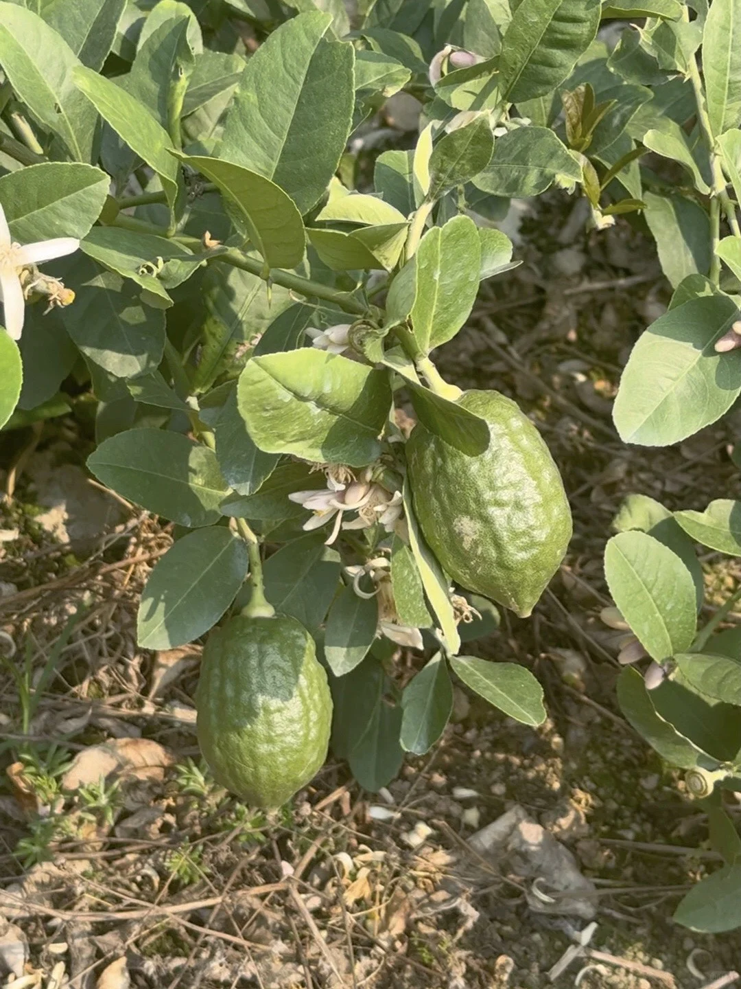 求求啦～让我们广东的香水柠檬走向全国吧……