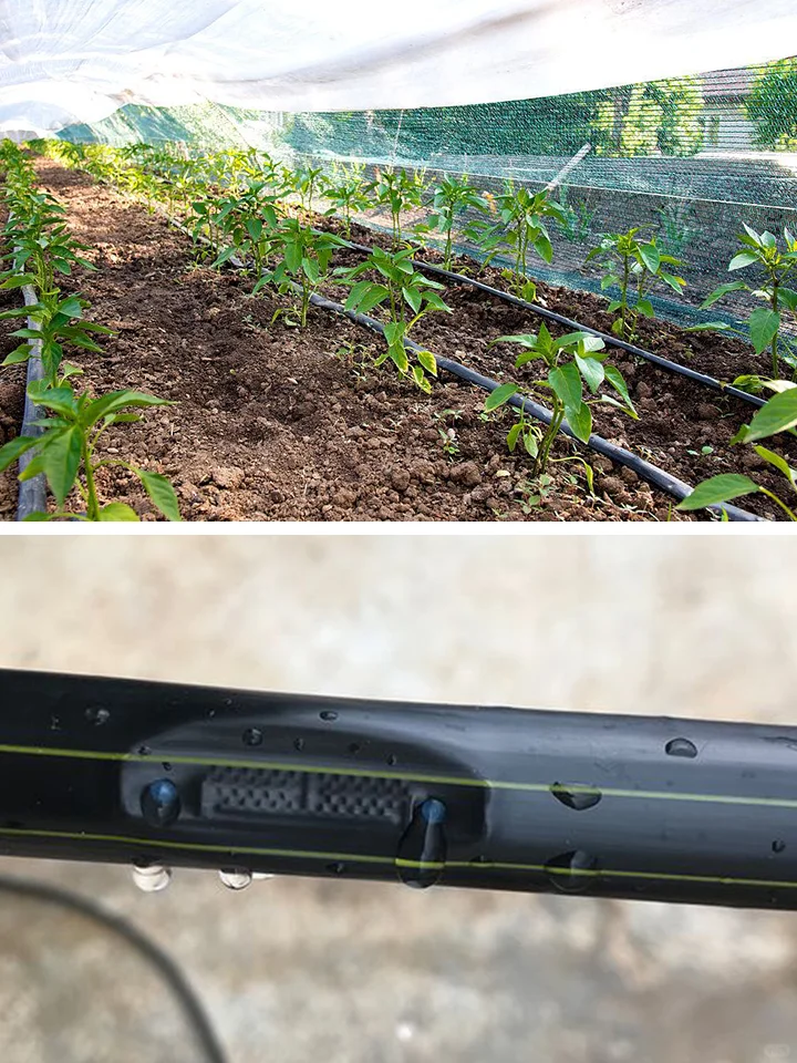 贴片式滴灌带VS迷宫式滴灌带,关键区别在这