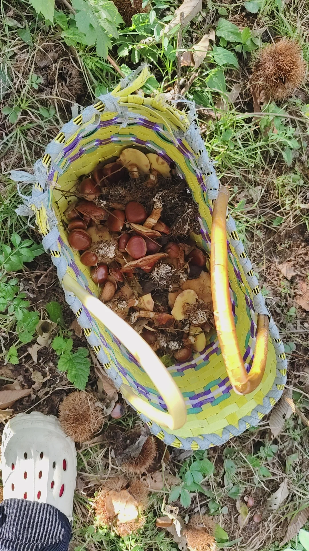 那些避雷丹东板栗的你出来。