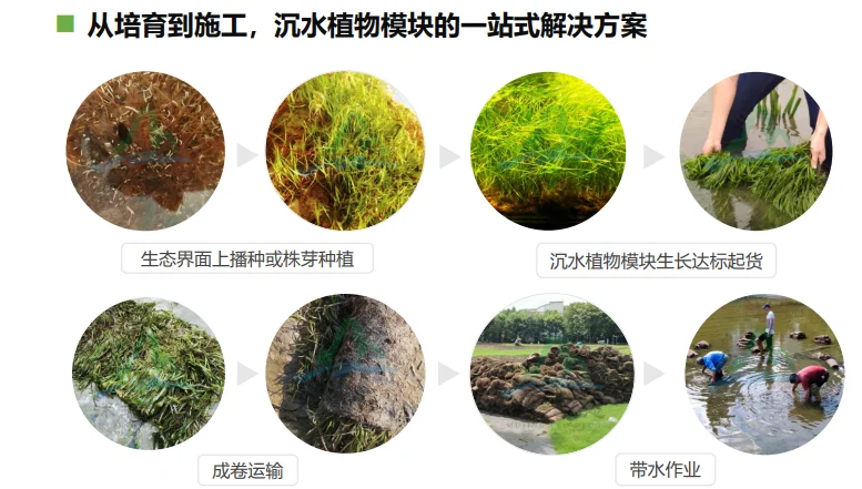 水下森林奇迹,生态界面打造完美水生生态!