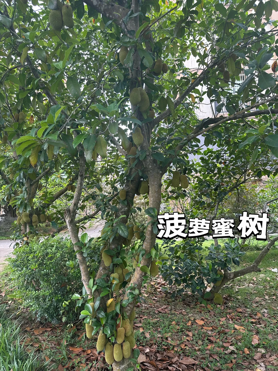 热带经济作物科普之旅