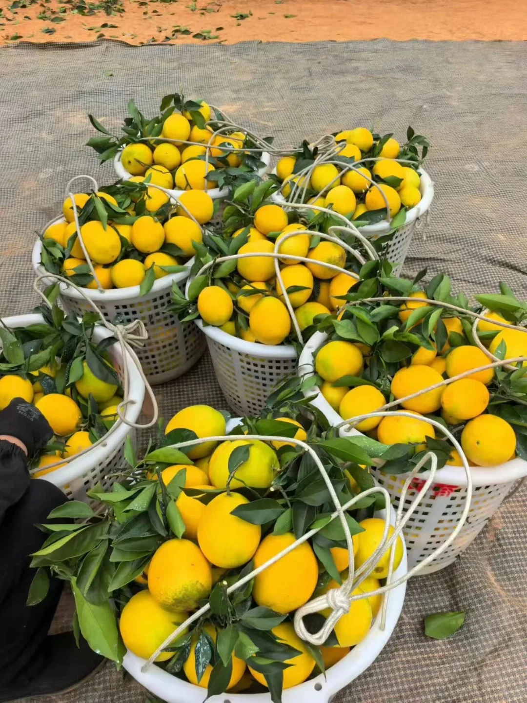 江西大学生校园助农卖赣南脐橙