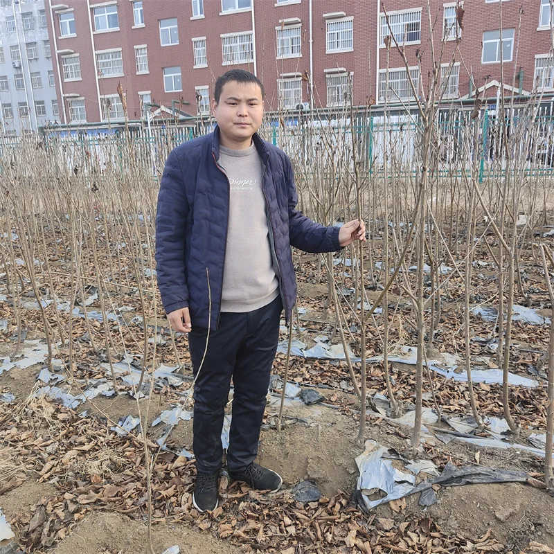 【玉露香梨树苗】栽培效益