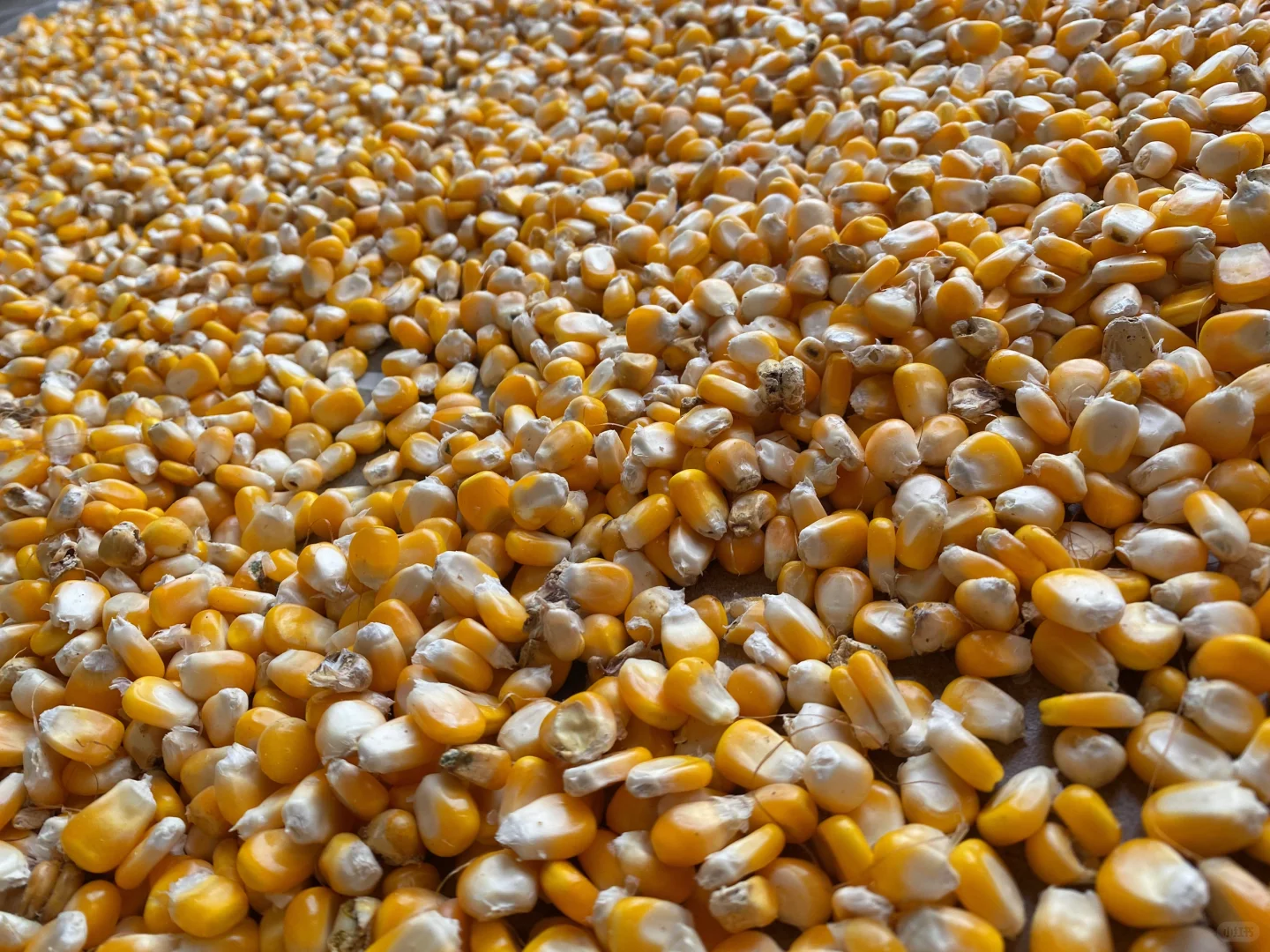 当我开始关心粮食和蔬菜后……