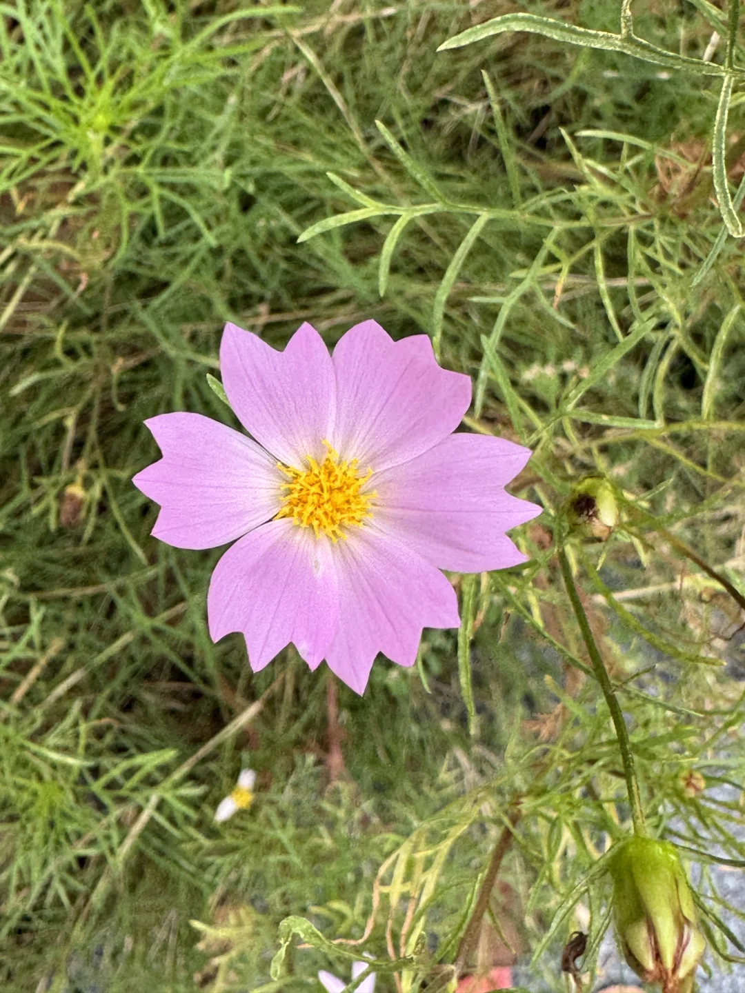 水生态修复美图