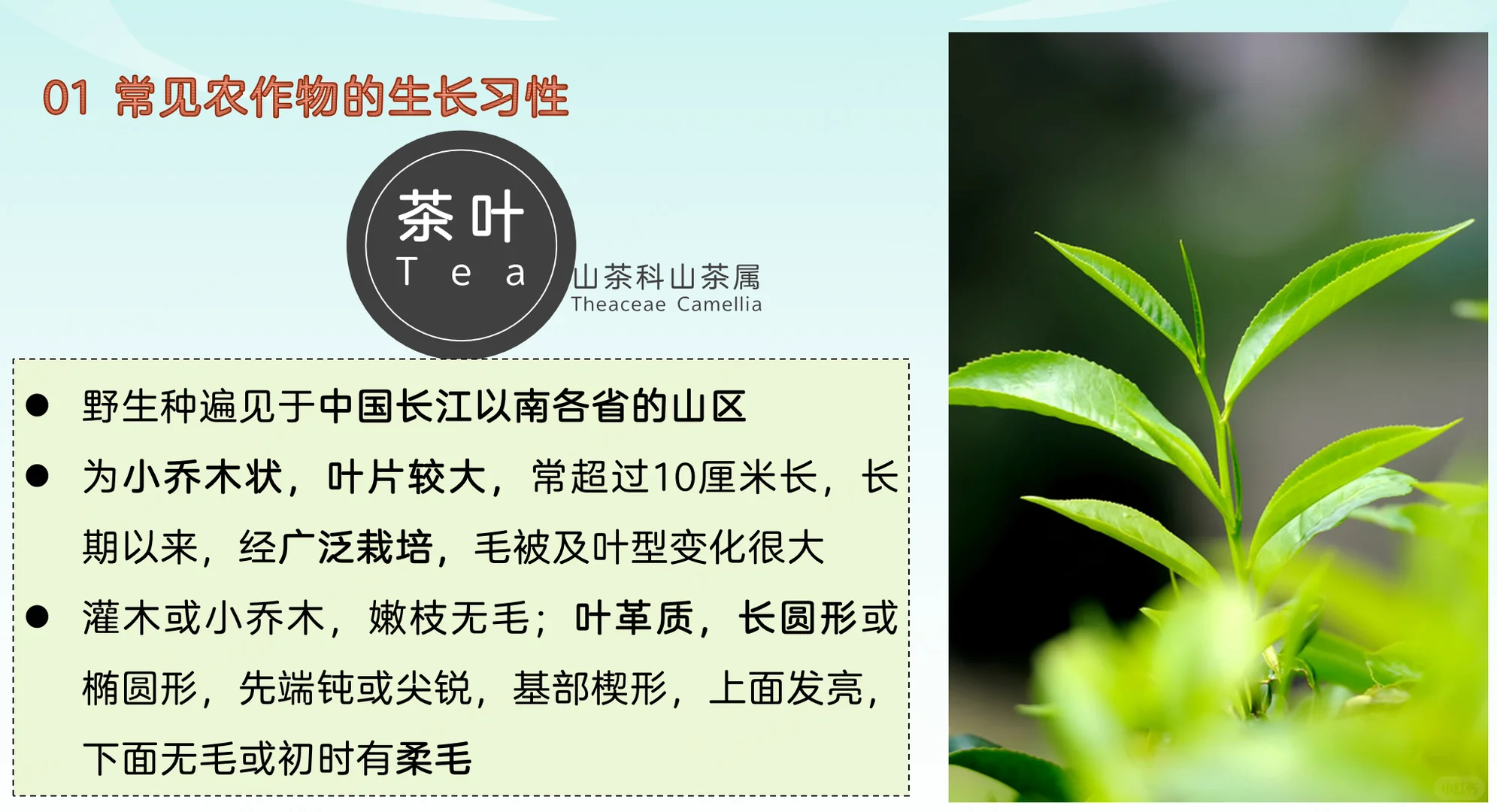 地理热点：常见农作物的生长习性