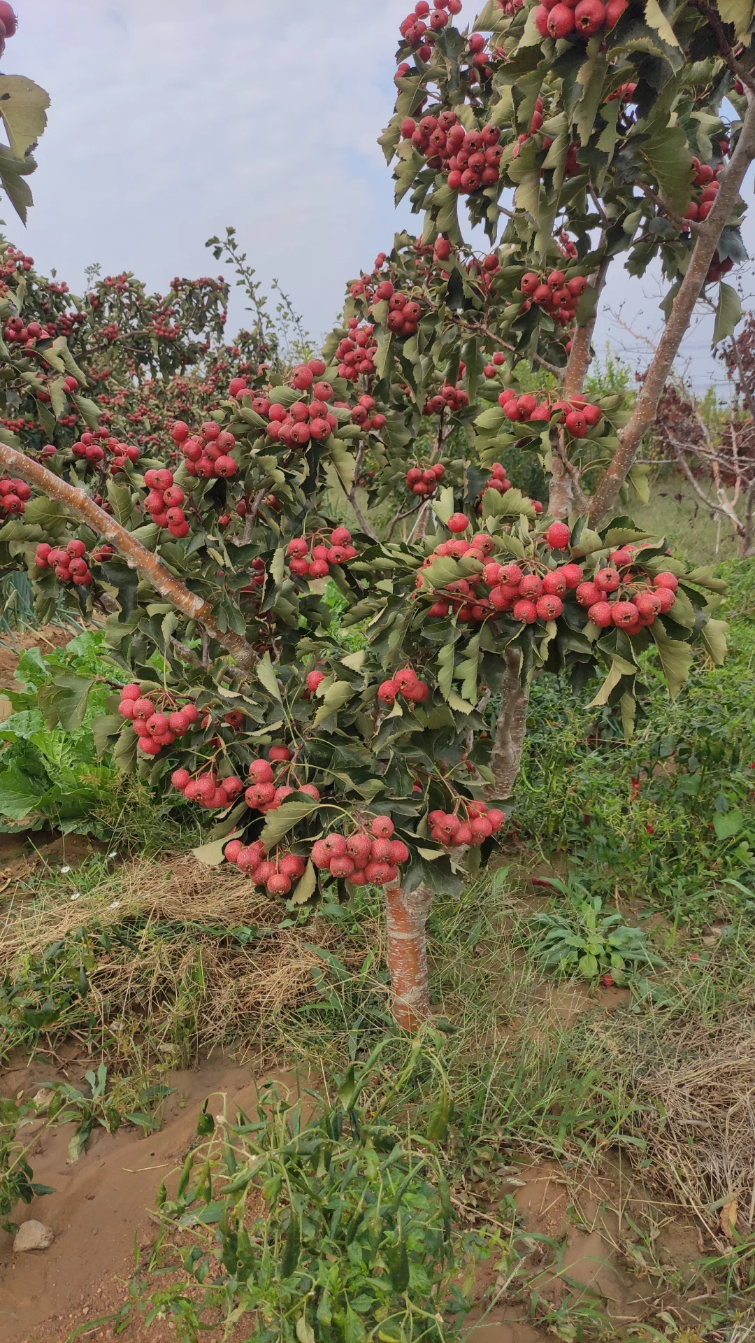 一觉醒来天塌了，山楂树卖给谁啊