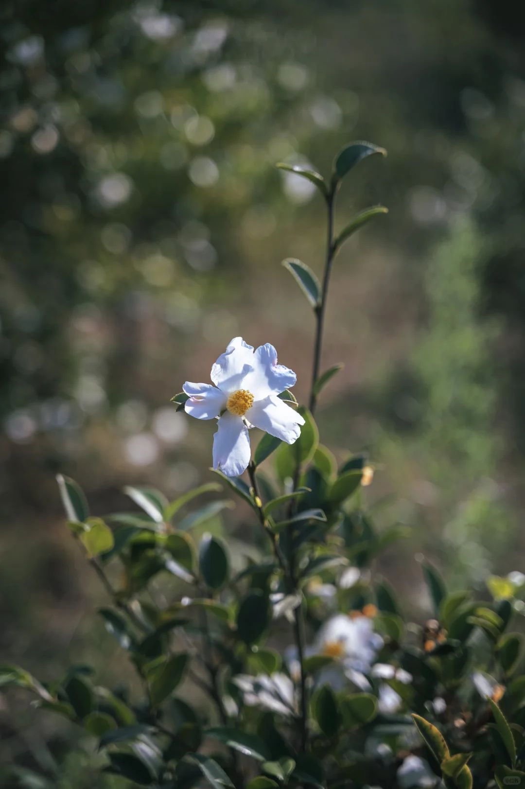 你好，联兴｜Vo.3 硕果累累，继往开来