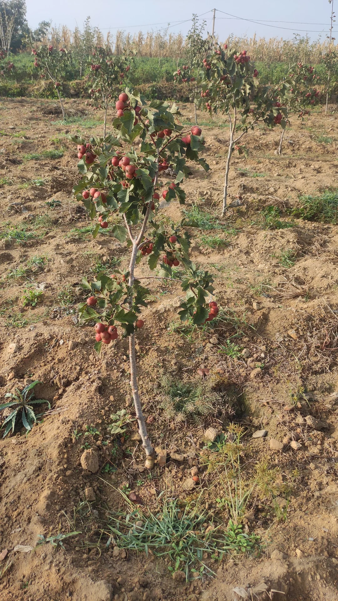 一觉醒来天塌了，山楂树卖给谁啊