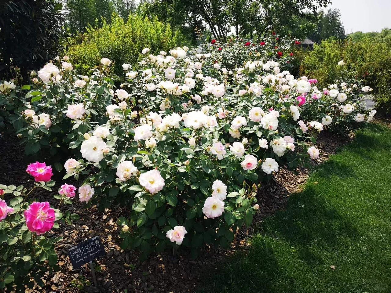 可食用性景观植物
