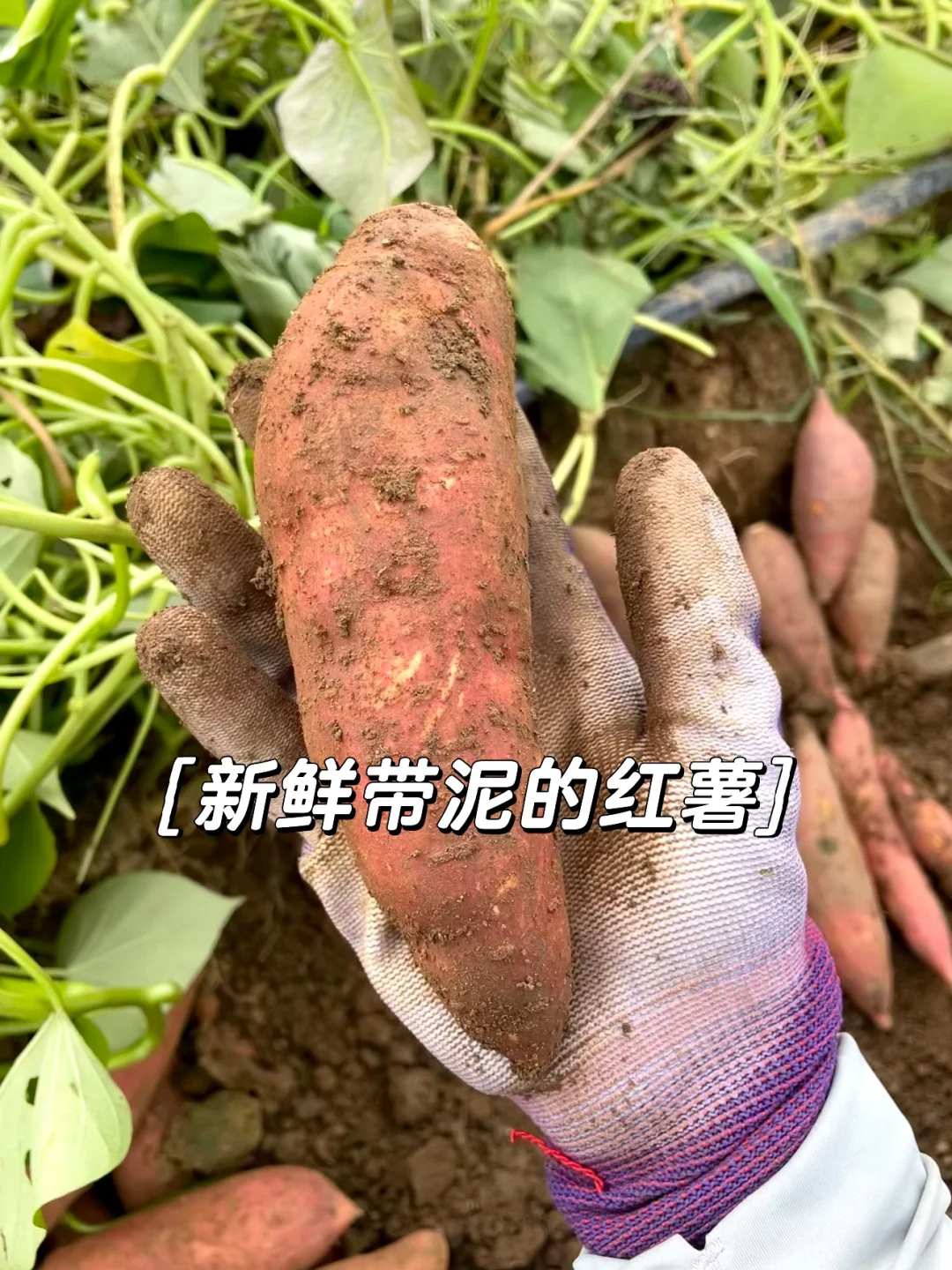 一个月帮家里卖一万斤红薯，是种什么体验⁉️