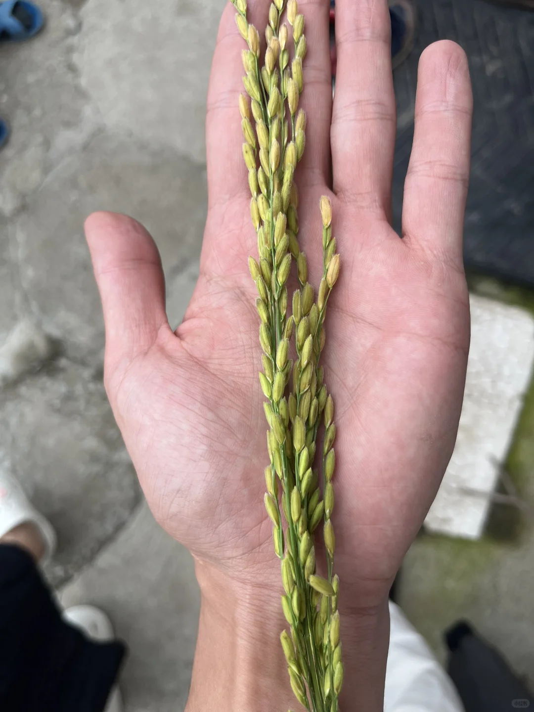 看到稻谷真的好开心!