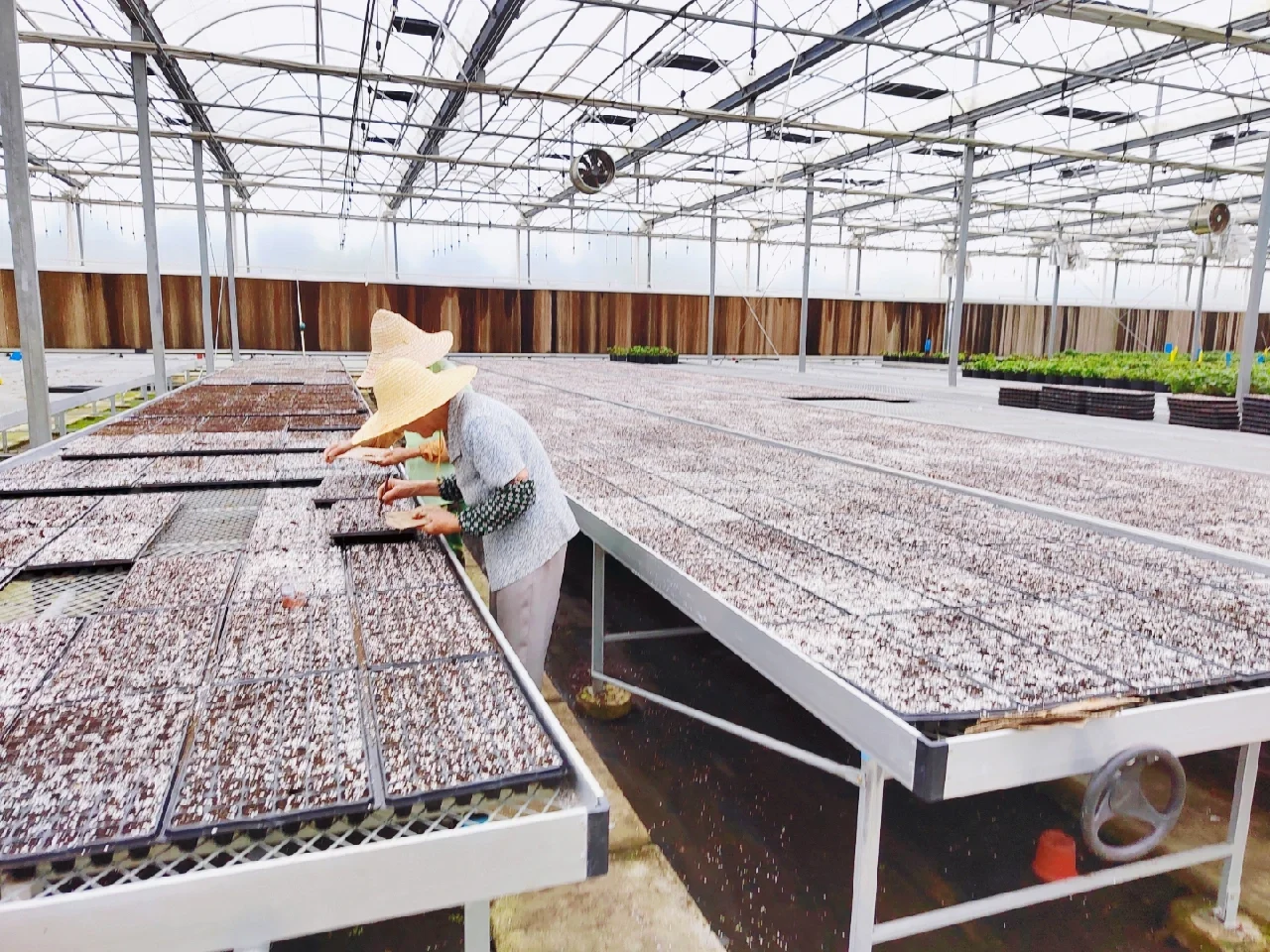 可食用景观植物产品生产