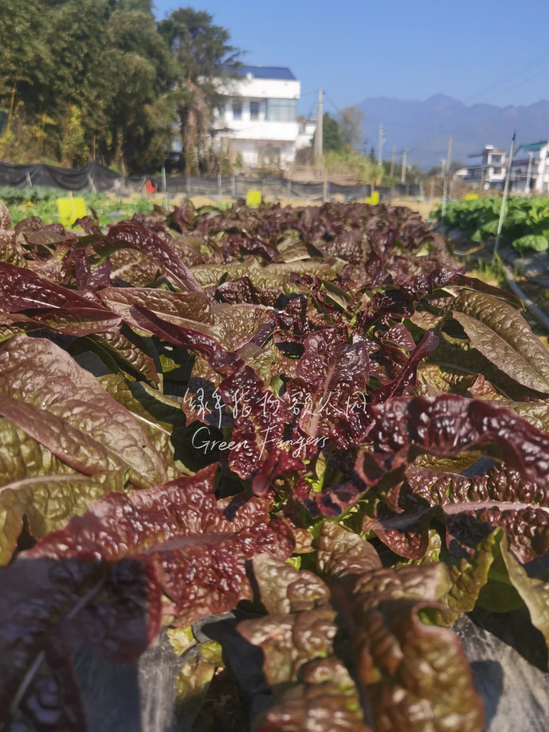 在广东，12月能吃到什么菜?