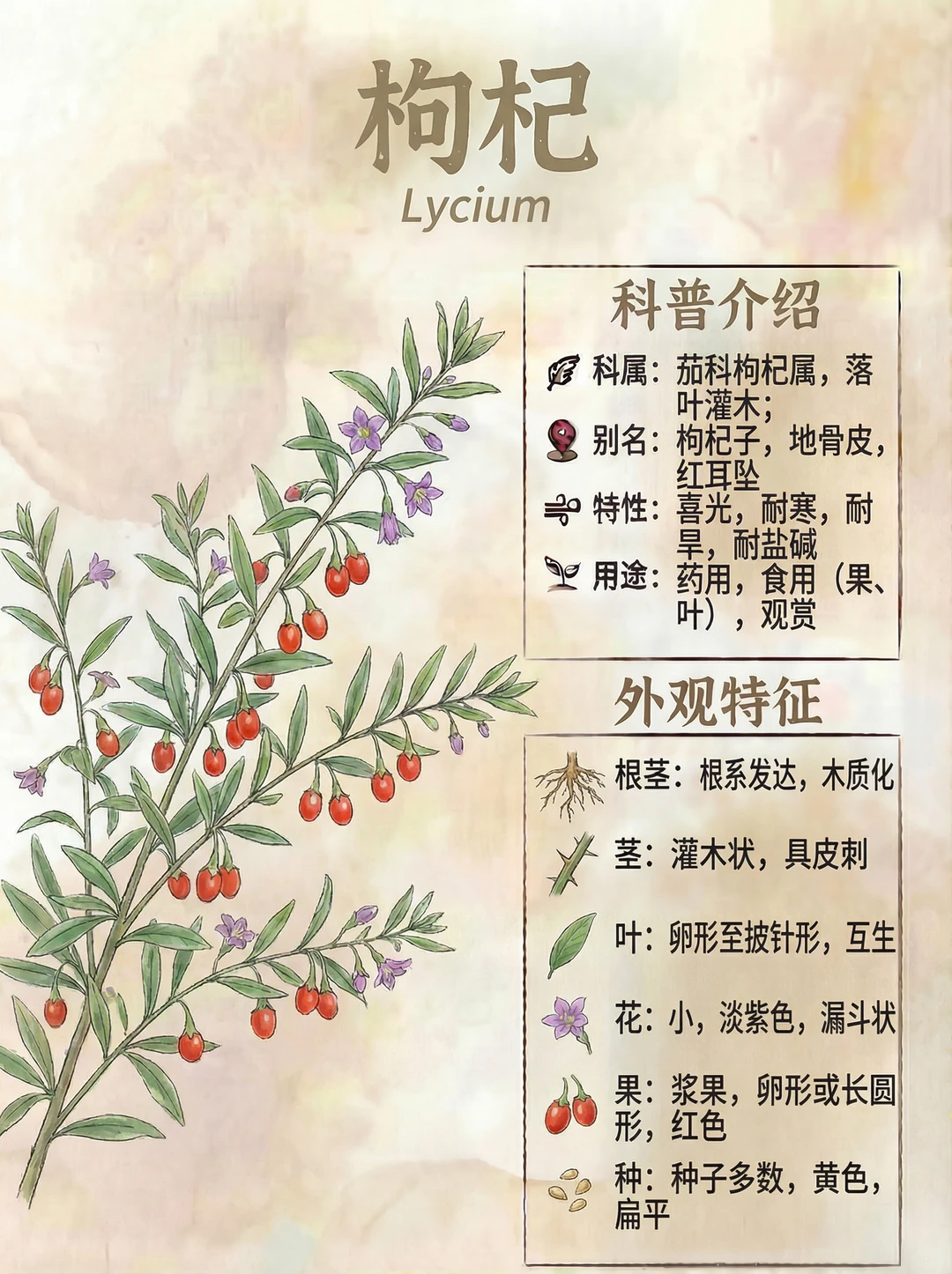 枸杞【植物猪自然笔记】F70