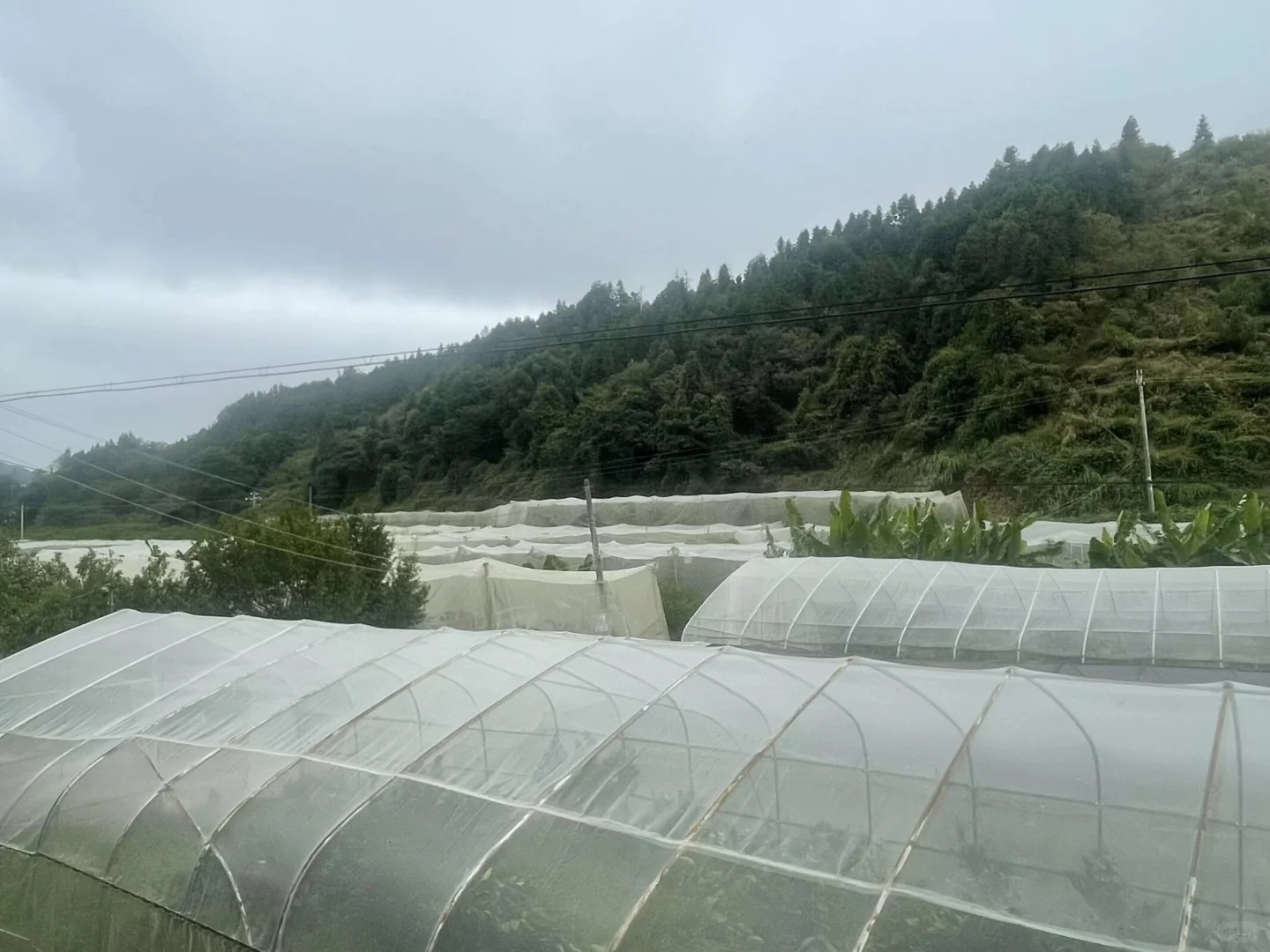 江西大学生校园助农卖赣南脐橙