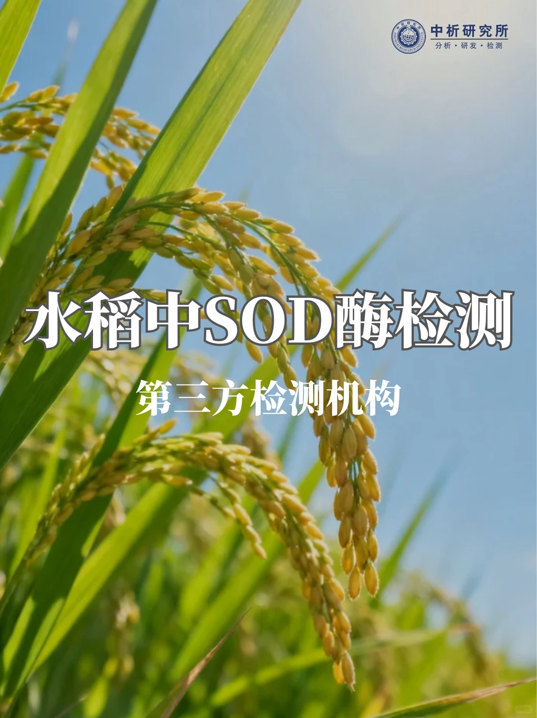 水稻中SOD酶检测