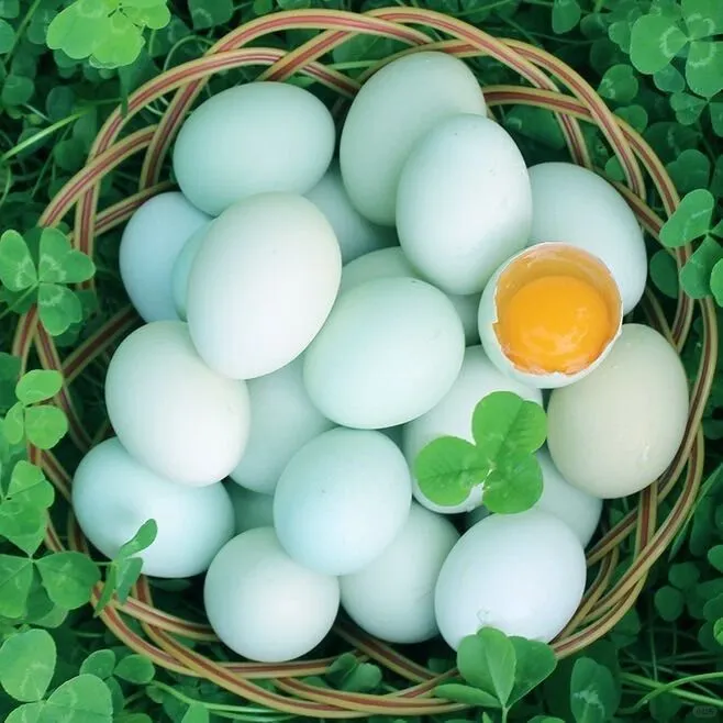 这里产的绿壳鸡蛋你吃过吗？