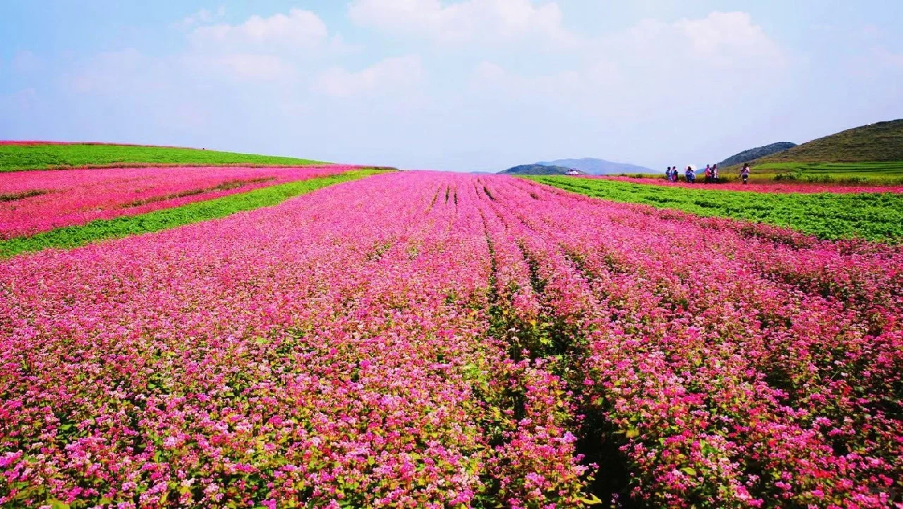 可食用性景观植物