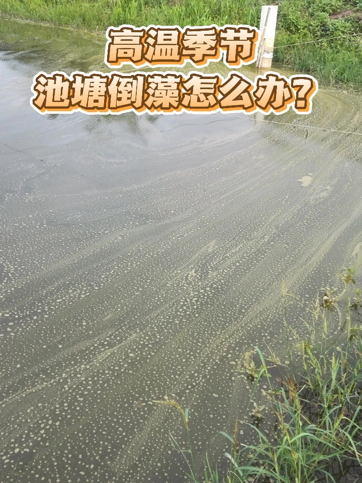 高温季节池塘倒藻急救指南