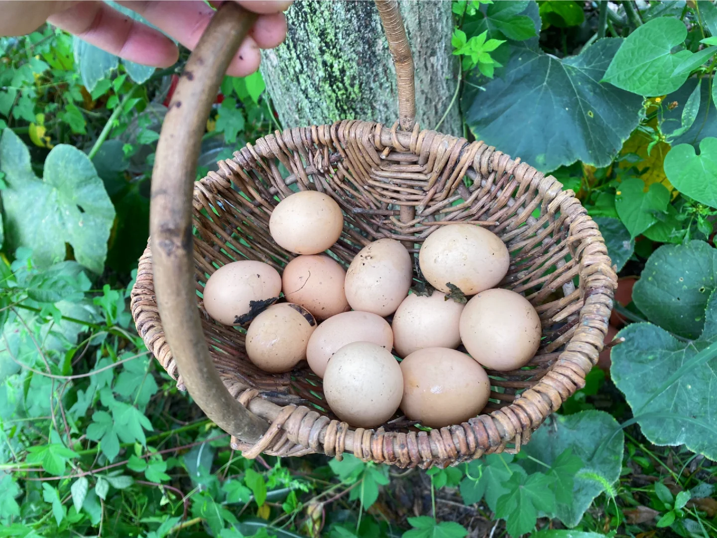 当我开始关心粮食和蔬菜后……