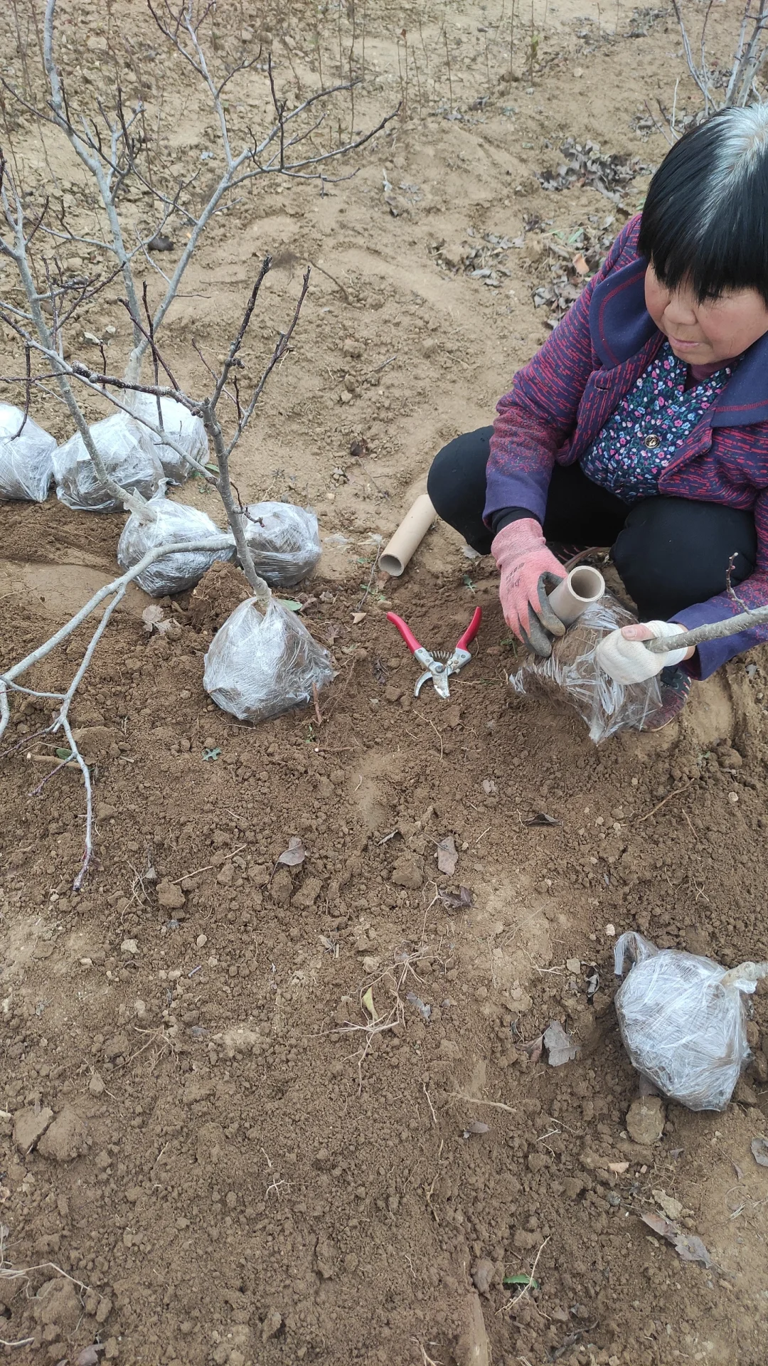 一觉醒来天塌了，山楂树卖给谁啊