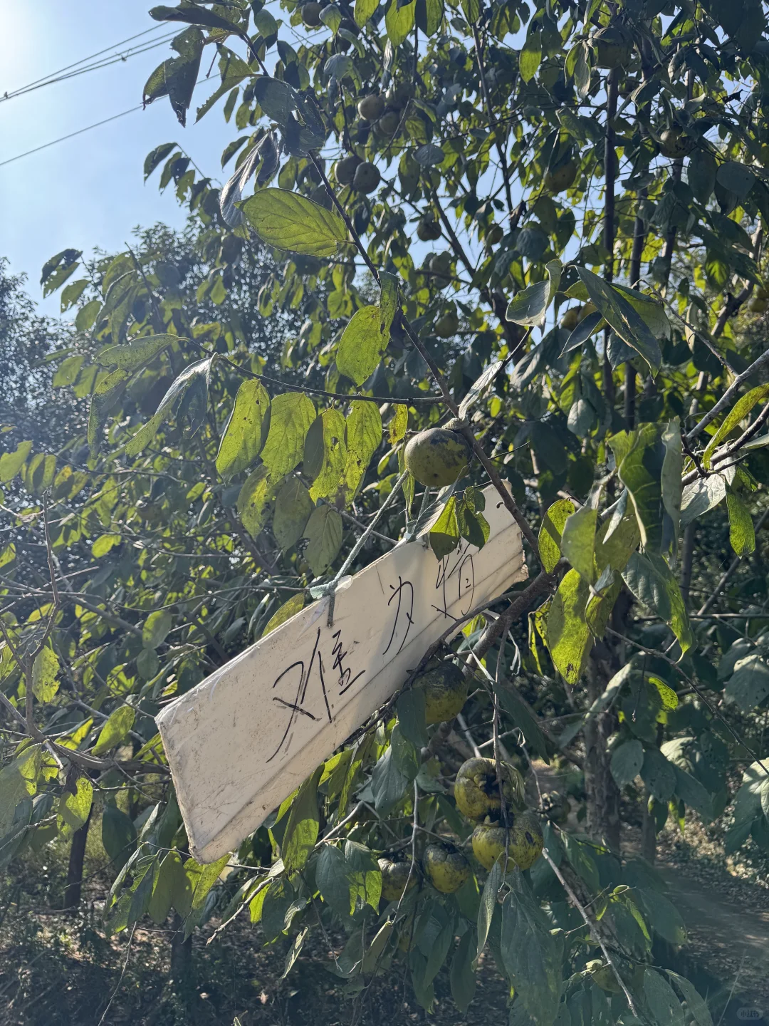 浙江的农村也是越来越好了