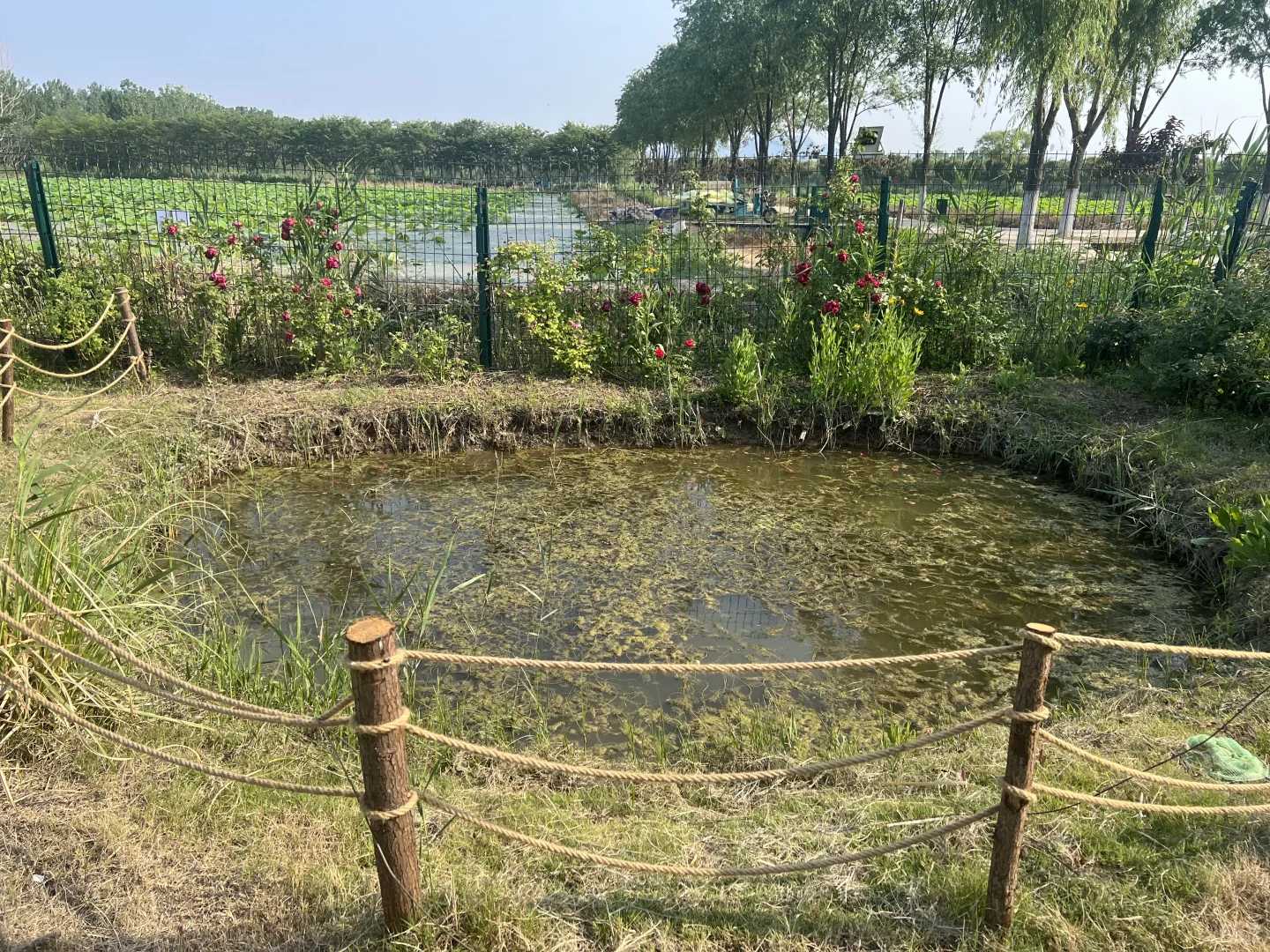 右划看臭水沟变身梦幻仙境